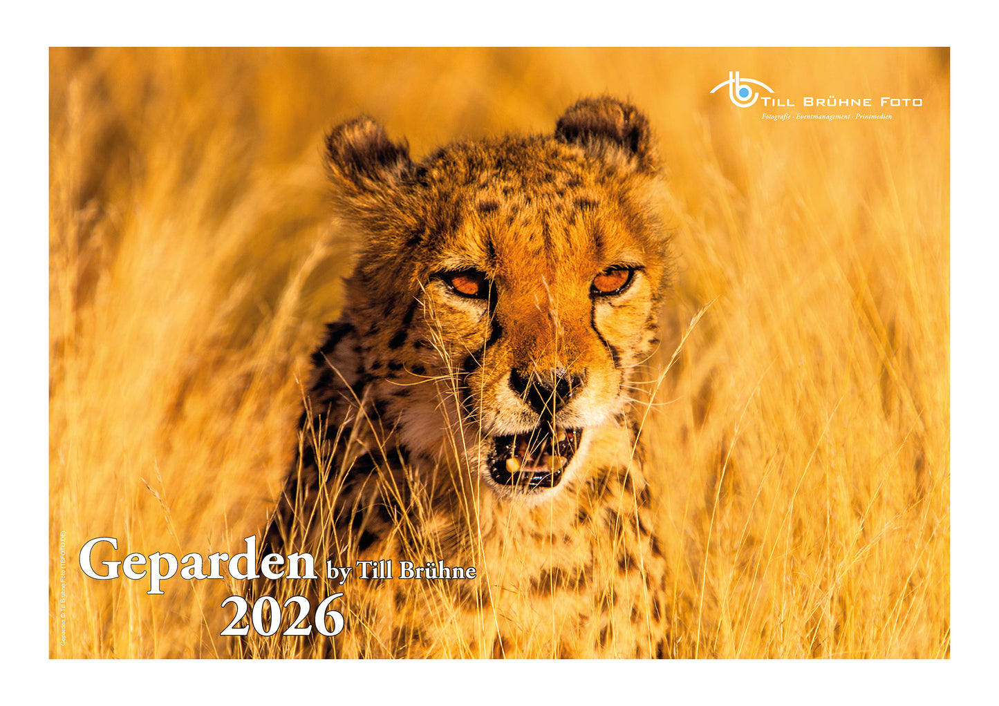 Freilebende Geparden 2026 TBFOTO FOTO-WANDKALENDER