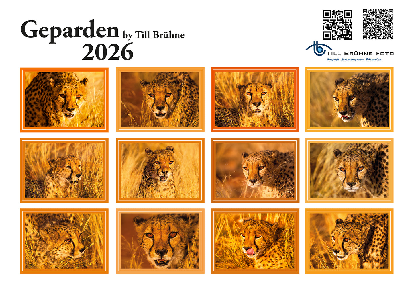 Freilebende Geparden 2026 TBFOTO FOTO-WANDKALENDER