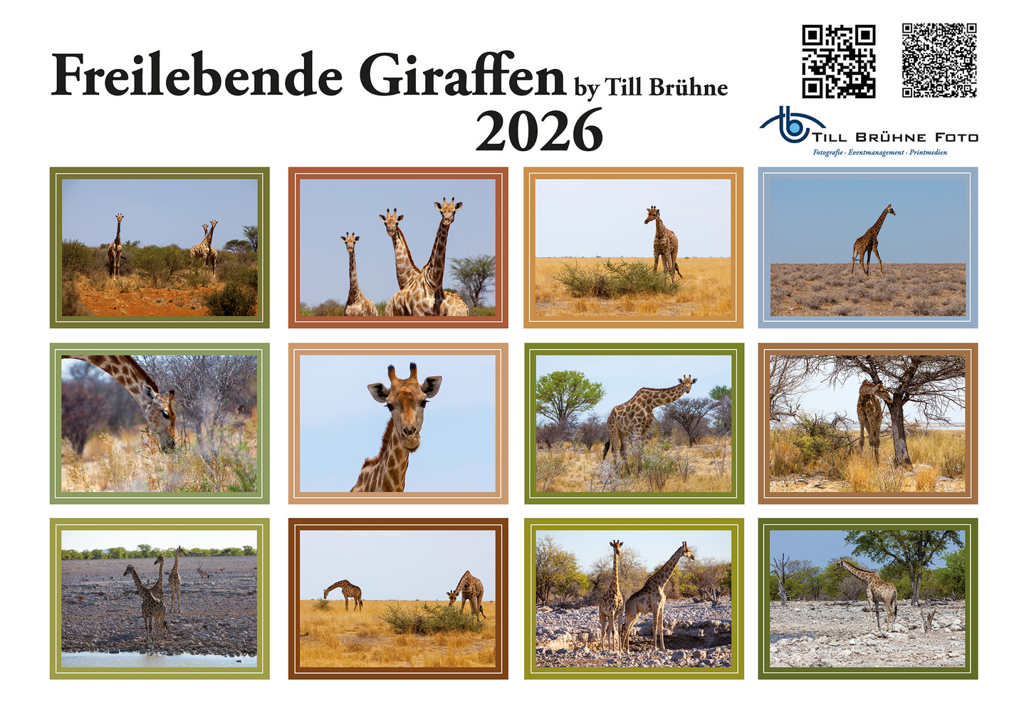 Freilebende Giraffen 2026 TBFOTO FOTO-WANDKALENDER