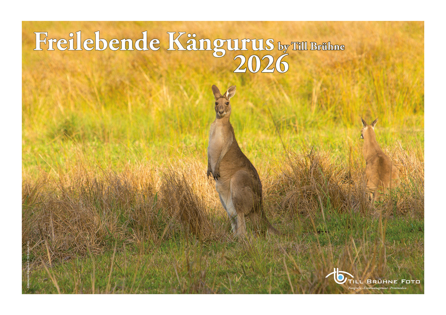 Freilebende Kängurus 2026 TBFOTO FOTO-WANDKALENDER