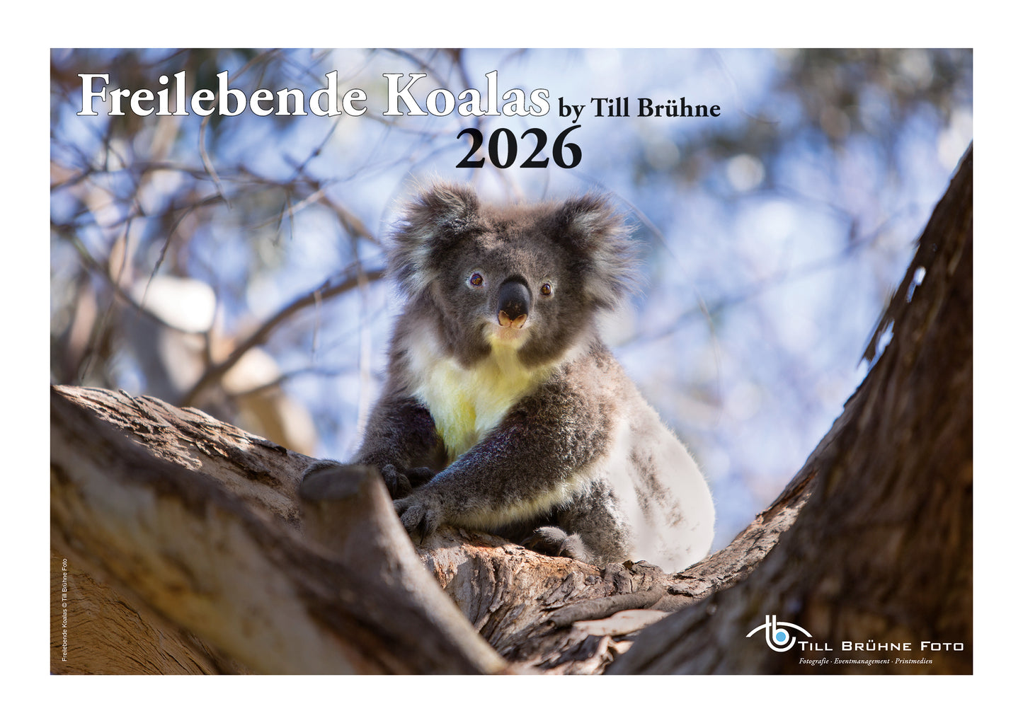 Freilebende Koalas 2026 TBFOTO FOTO-WANDKALENDER
