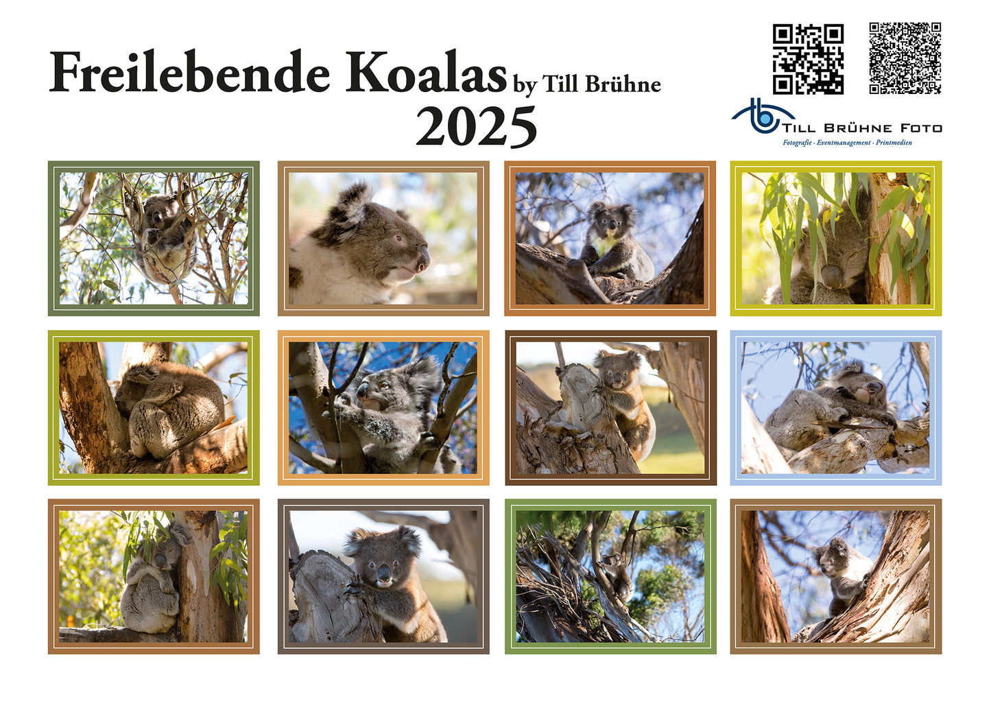 Freilebende Koalas 2026 TBFOTO FOTO-WANDKALENDER