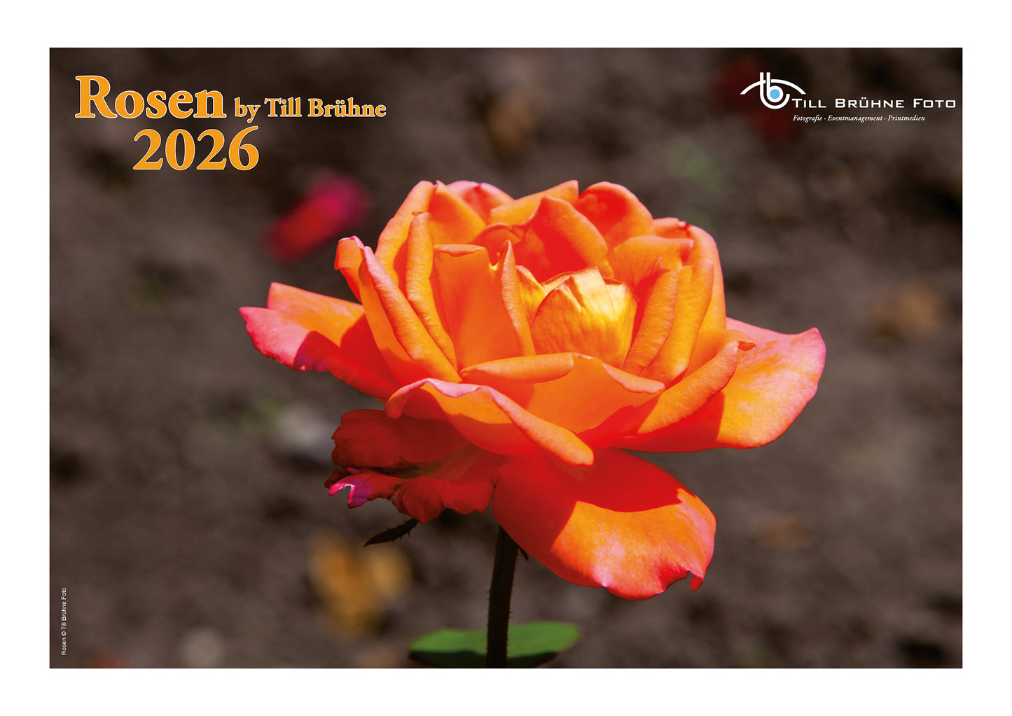Rosen 2026 TBFOTO FOTO-WANDKALENDER