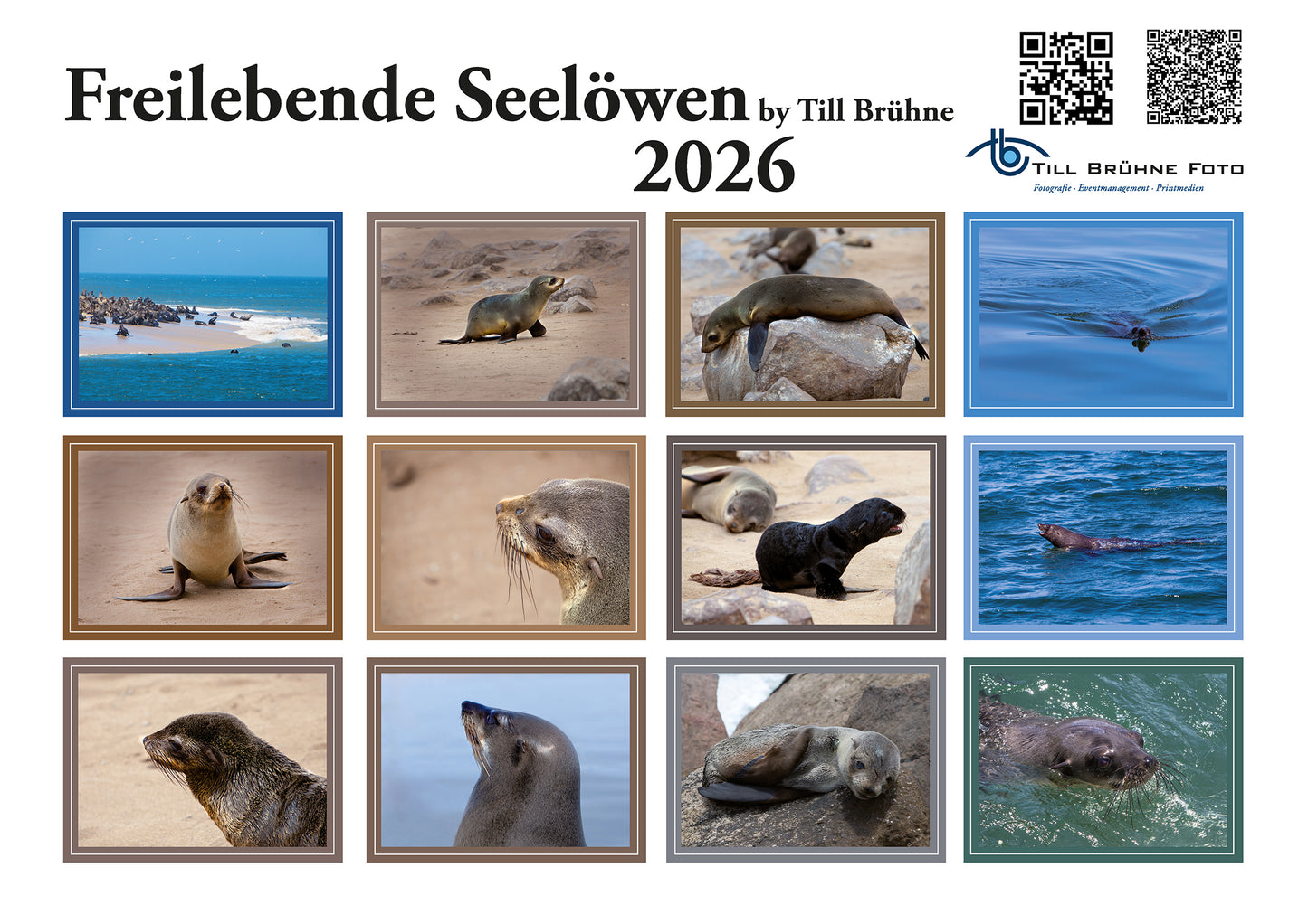 Freilebende Seelöwen 2025 TBFOTO FOTO-WANDKALENDER