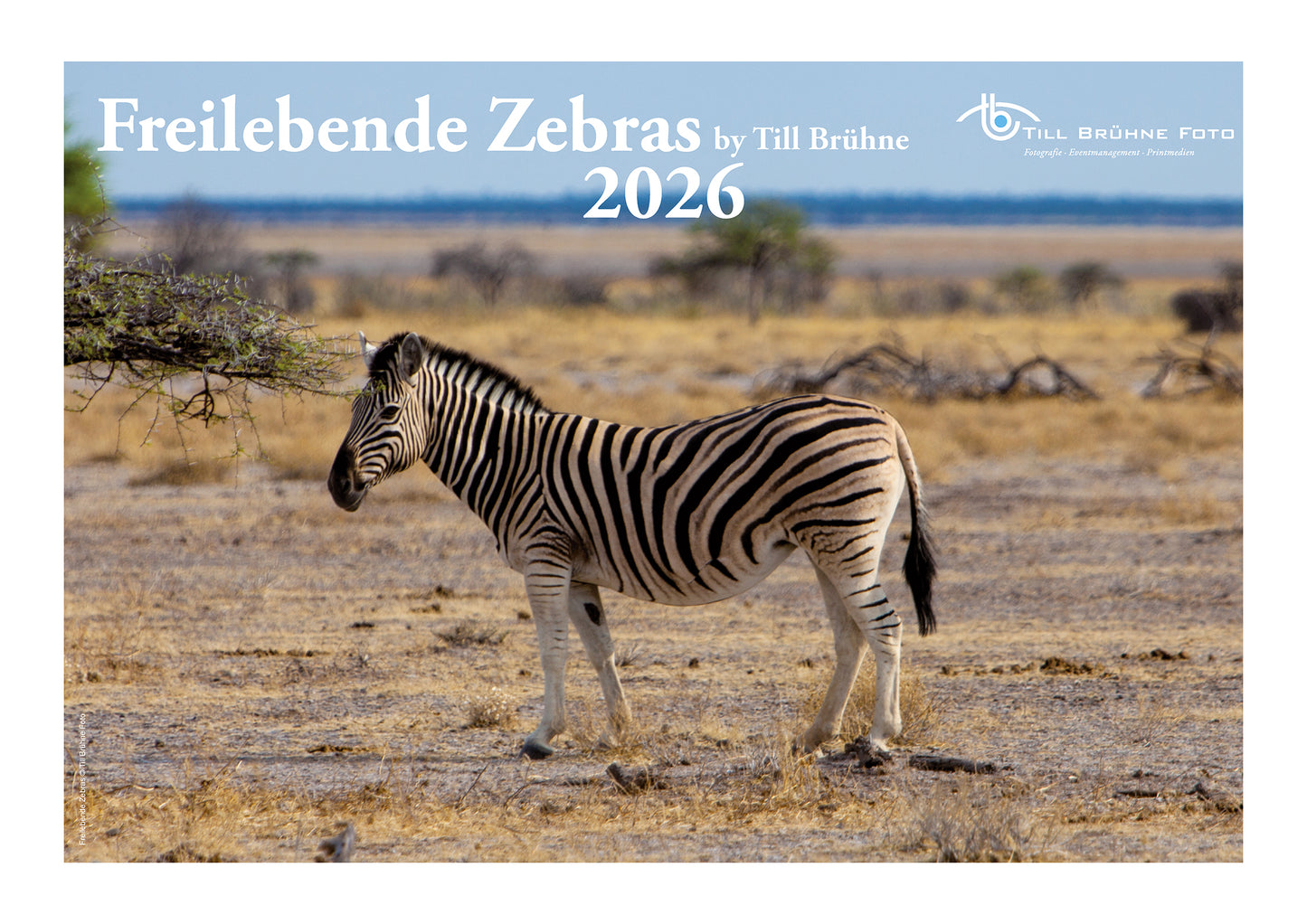 Freilebende Zebras 2026 TBFOTO -WANDKALENDER