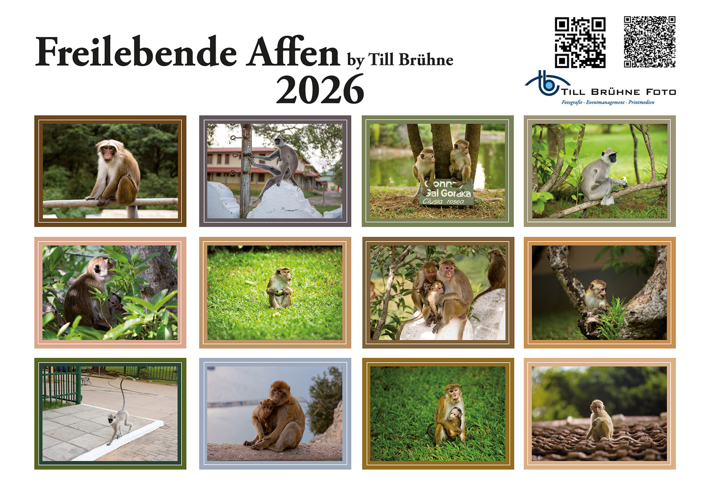 Freilebende Affen 2025 TBFOTO FOTO-WANDKAKENDER