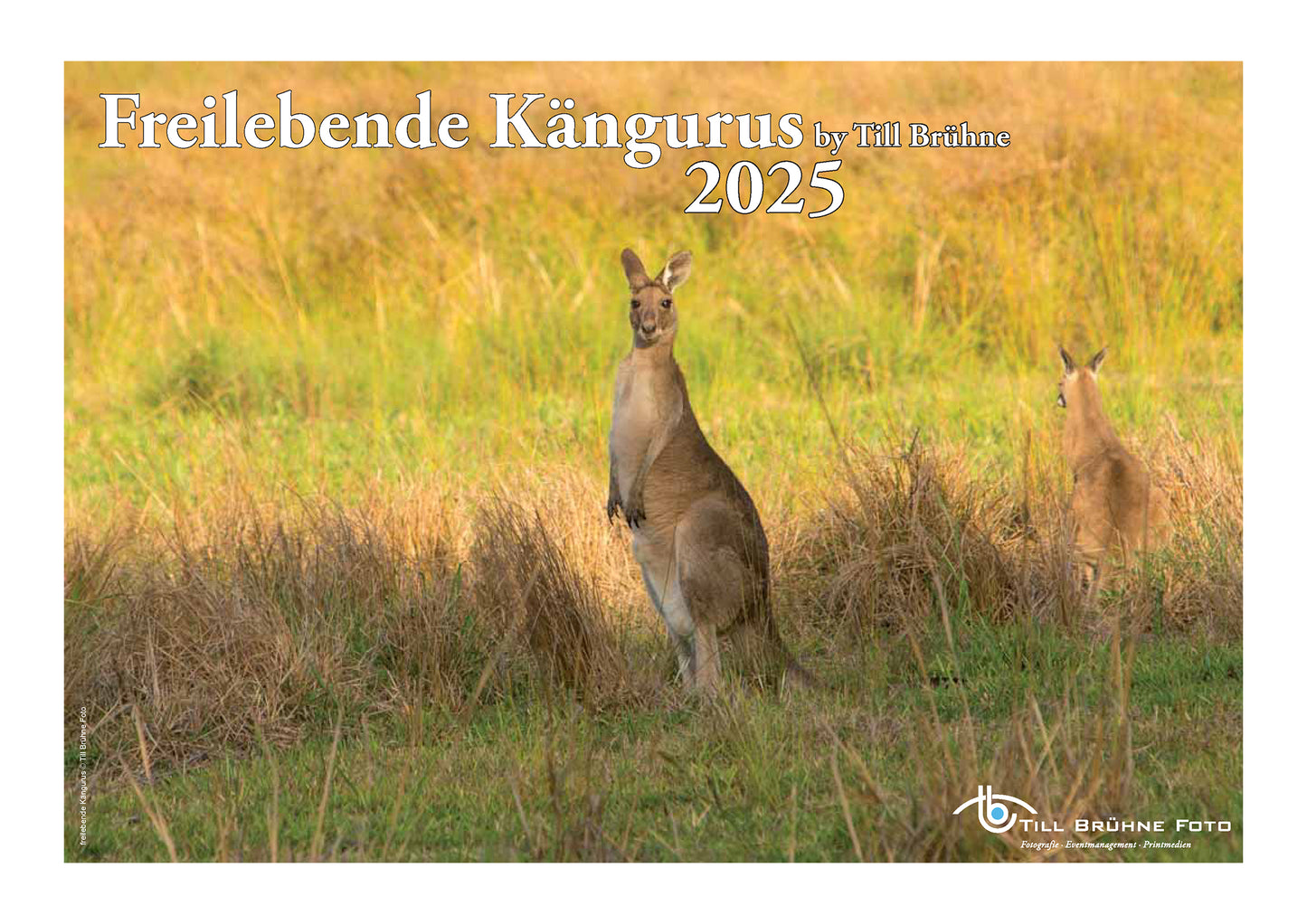 Freilebende Kängurus 2025 TBFOTO FOTO-WANDKALENDER