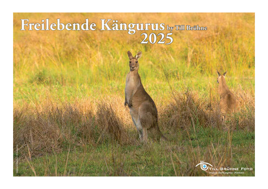 Freilebende Kängurus 2025 TBFOTO FOTO-WANDKALENDER