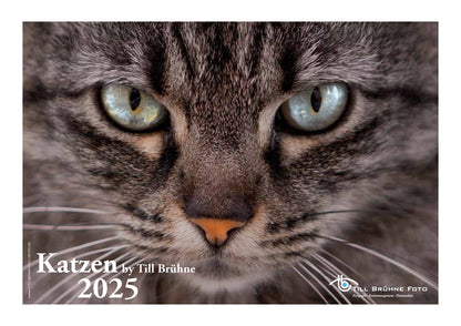 Katzen 2025 TBFOTO FOTO-WANDKALENDER