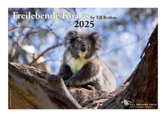 Freilebende Koalas 2025 TBFOTO FOTO-WANDKALENDER