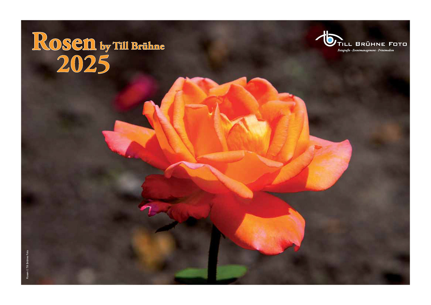 Rosen 2025 TBFOTO FOTO-WANDKALENDER