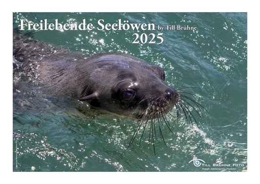 Freilebende Seelöwen 2025 TBFOTO FOTO-WANDKALENDER