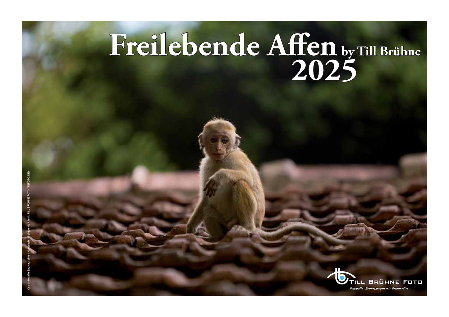 Freilebende Affen 2025 TBFOTO FOTO-WANDKAKENDER