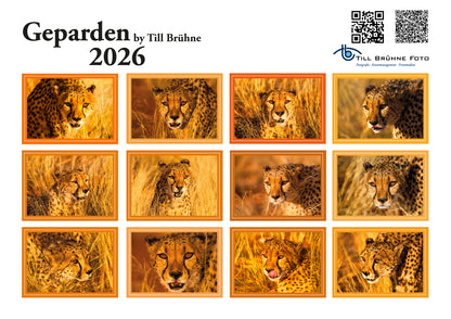 Freilebende Geparden 2026 TBFOTO FOTO-WANDKALENDER