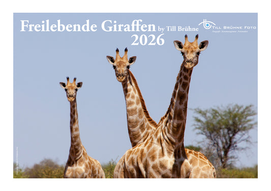 Freilebende Giraffen 2026 TBFOTO FOTO-WANDKALENDER