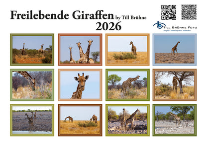 Freilebende Giraffen 2026 TBFOTO FOTO-WANDKALENDER