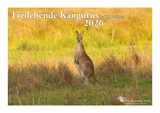 Freilebende Kängurus 2026 TBFOTO FOTO-WANDKALENDER