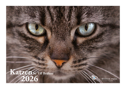 Katzen 2026 TBFOTO FOTO-WANDKALENDER