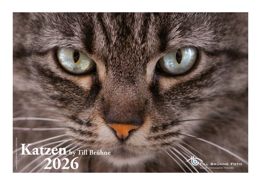 Katzen 2026 TBFOTO FOTO-WANDKALENDER