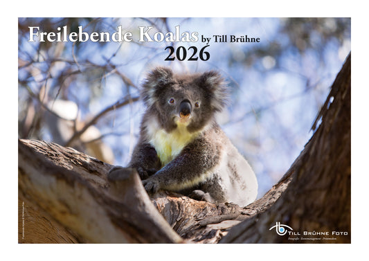 Freilebende Koalas 2026 TBFOTO FOTO-WANDKALENDER