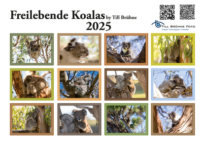 Freilebende Koalas 2026 TBFOTO FOTO-WANDKALENDER