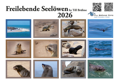 Freilebende Seelöwen 2025 TBFOTO FOTO-WANDKALENDER