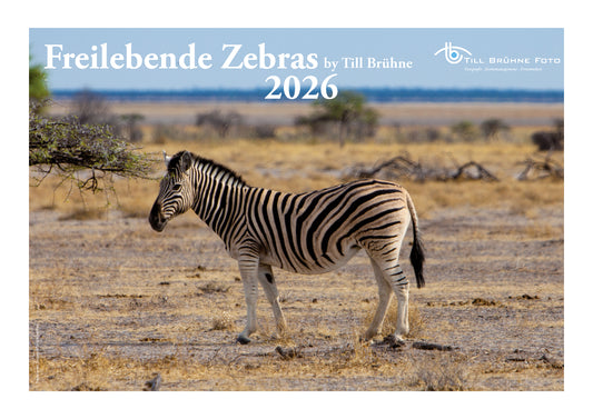 Freilebende Zebras 2026 TBFOTO -WANDKALENDER