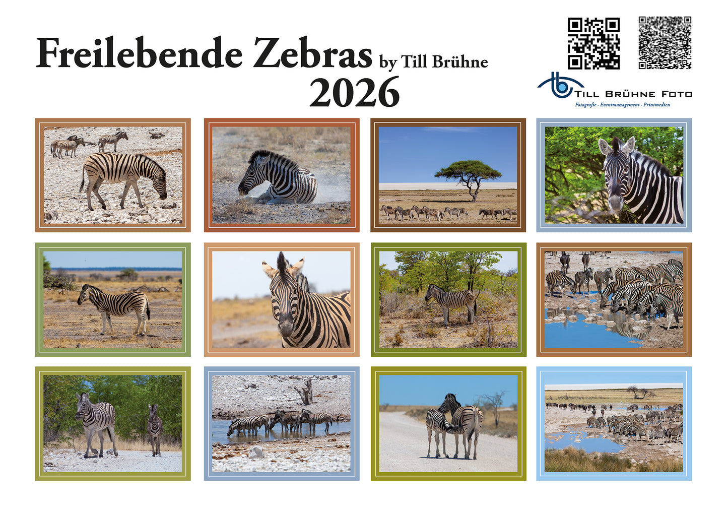 Freilebende Zebras 2026 TBFOTO -WANDKALENDER