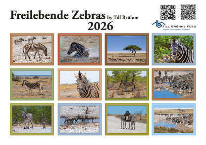 Freilebende Zebras 2026 TBFOTO -WANDKALENDER