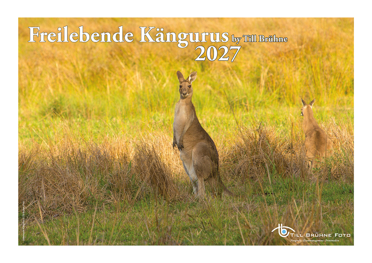Freilebende Kängurus 2027 TBFOTO FOTO-WANDKALENDER